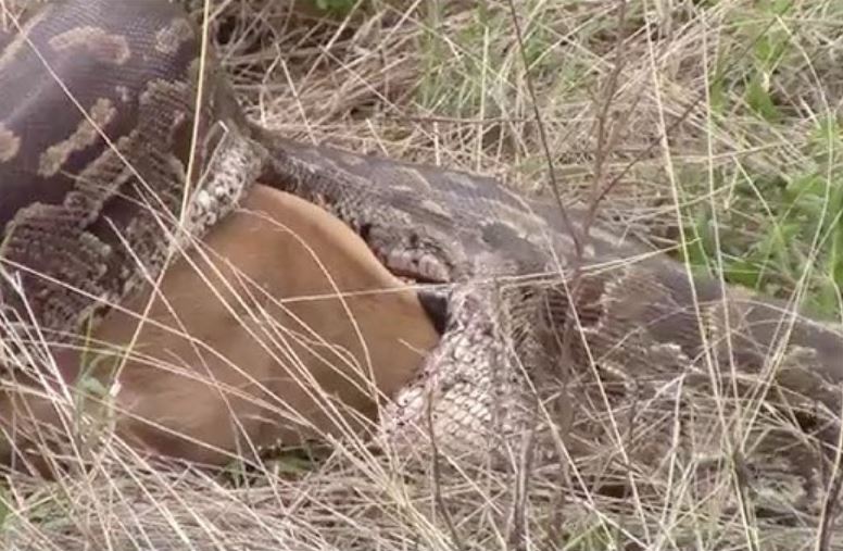 Trăn săn linh dương.