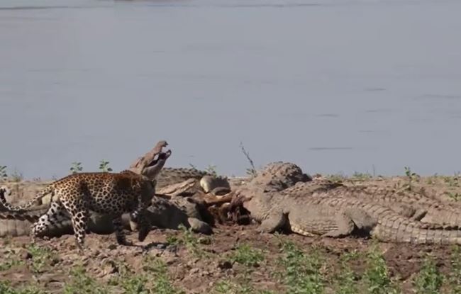 Ảnh cắt từ clip.