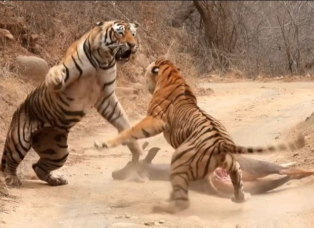 Ảnh cắt từ clip.