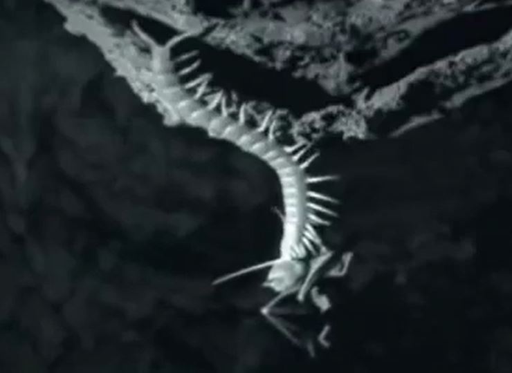 Ảnh cắt từ clip.