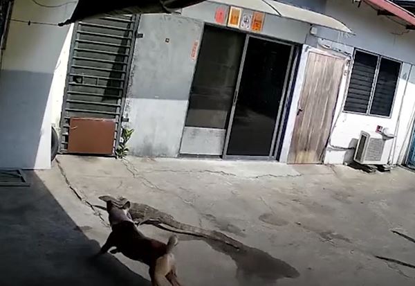 Ảnh cắt từ clip.