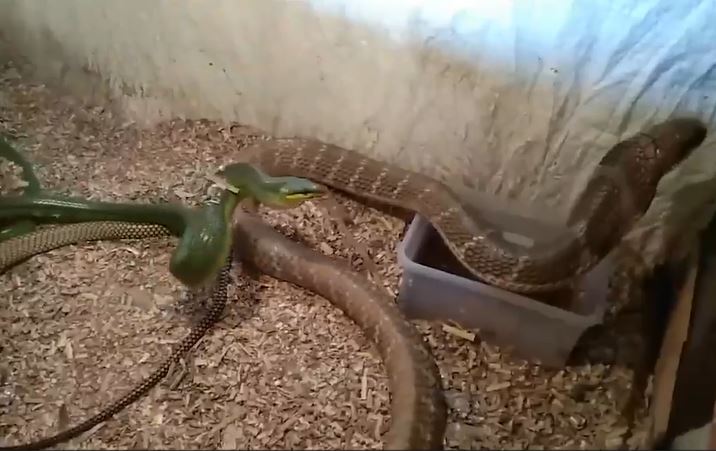 Ảnh cắt từ clip.