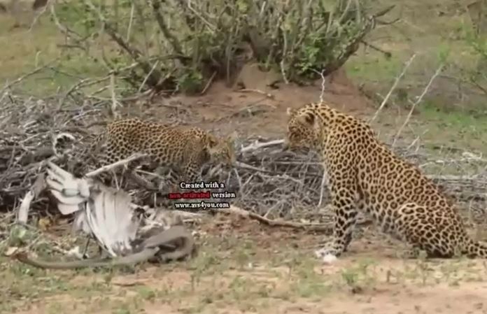 Ảnh cắt từ clip.