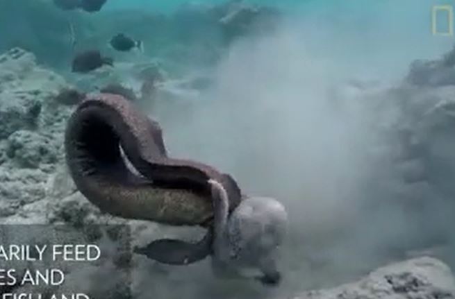 Ảnh cắt từ clip.