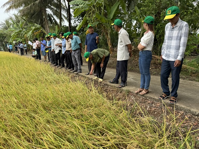Nông dân tham quan mô hình trồng lúa phát thải thấp, tại Hợp tác xã Nông sản Mỹ Hương.