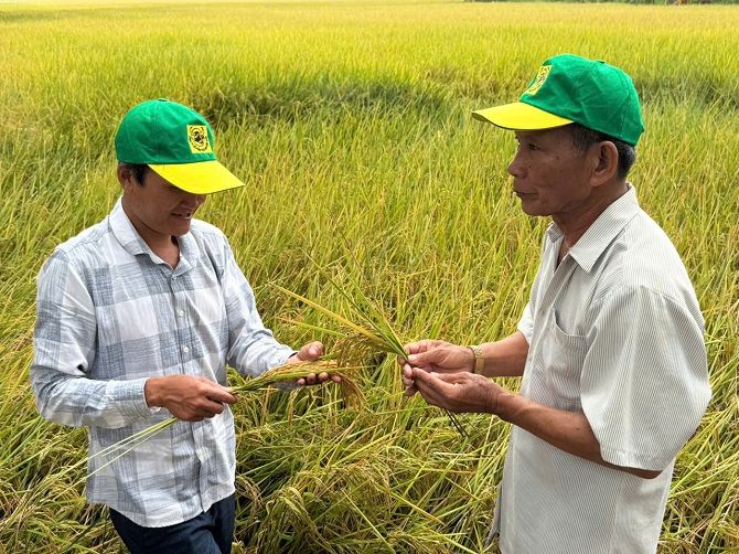 do áp dụng cơ giới hóa và lượng giống gieo sạ thấp một số nông dân ở các địa phương chưa mạnh dạn áp dụng kỹ thuật mới do sợ rủi ro trong sản xuất