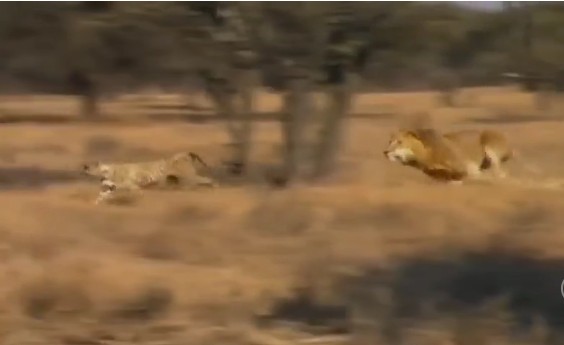 Ảnh cắt từ clip.