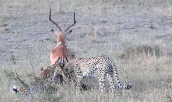 Ảnh cắt từ clip.