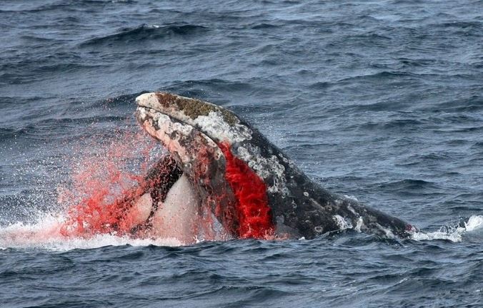 Cá voi sát thủ săn mồi.