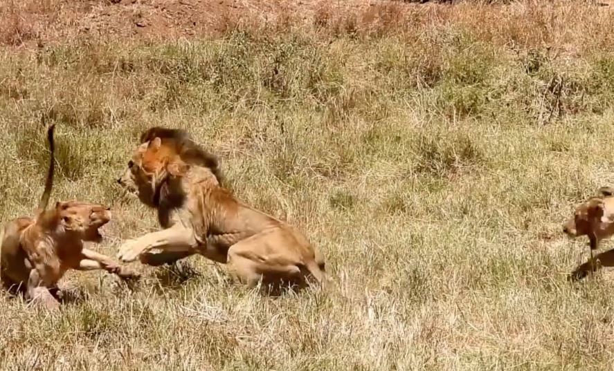 Sư tử đực đơn độc áp đảo cả đàn sư tử.
