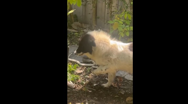 Ảnh cắt từ clip.