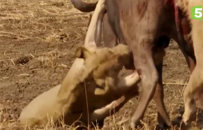 Ảnh cắt từ clip.