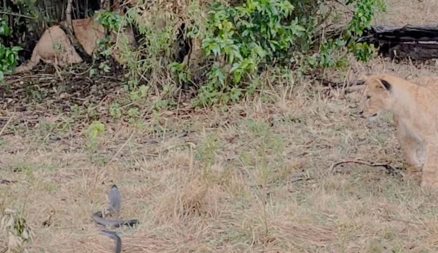 Ảnh cắt từ clip.