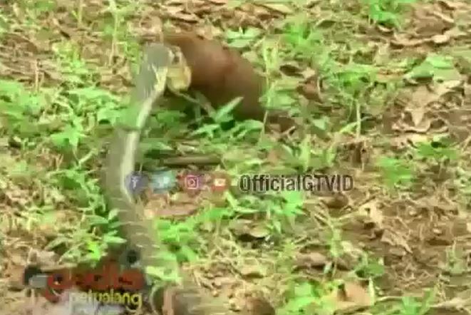 Ảnh cắt từ clip.