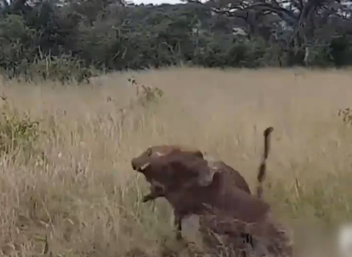 Ảnh cắt từ clip.