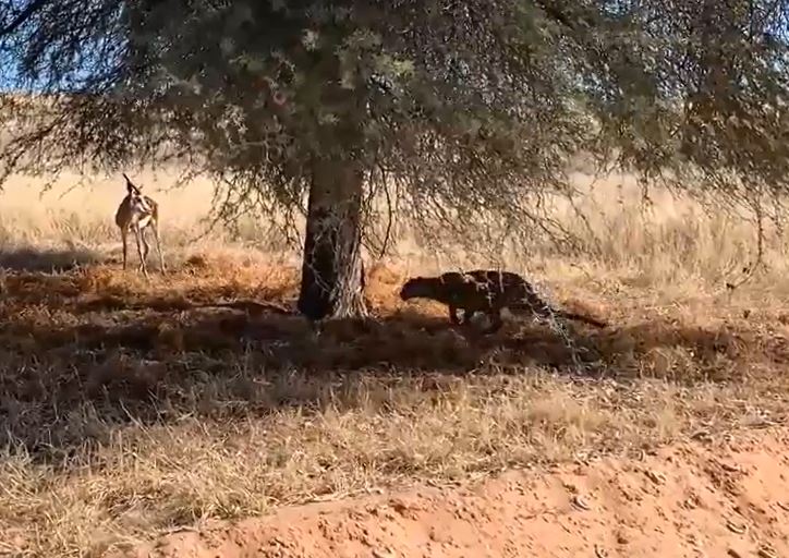 Ảnh cắt từ clip.