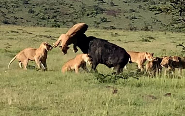 Trâu rừng húc văng sư tử.