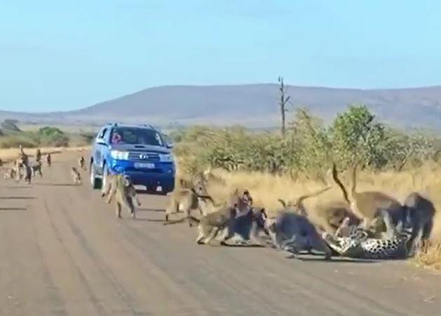 Ảnh cắt từ clip.