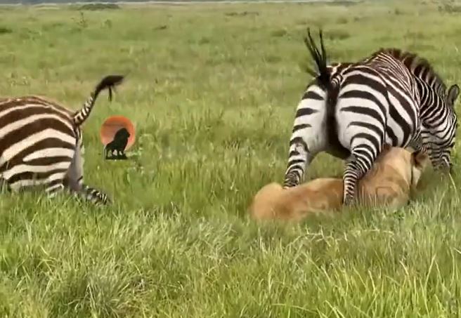 Ảnh cắt từ clip.