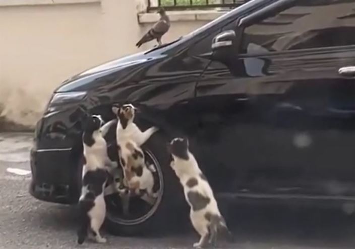 Ảnh cắt từ clip.