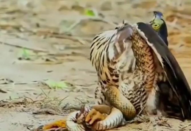 Ảnh cắt từ clip.