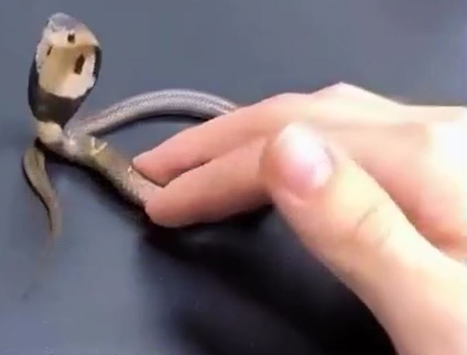 Ảnh cắt từ clip.