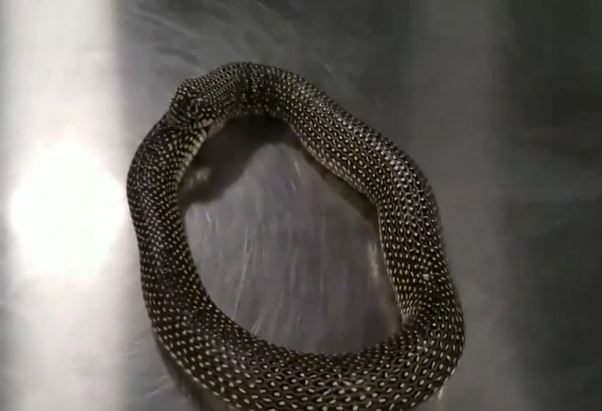 Ảnh cắt từ clip.