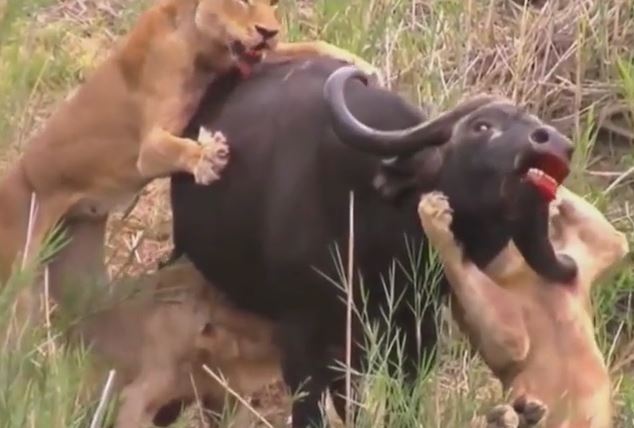 Ảnh cắt từ clip.