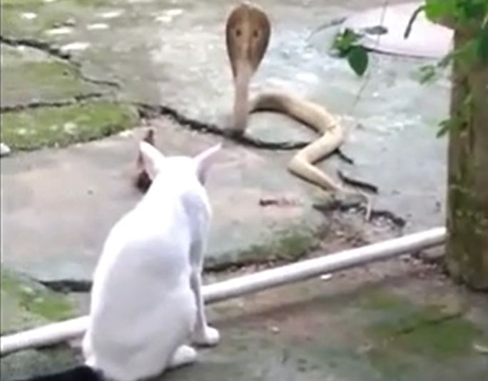 Ảnh cắt từ clip.