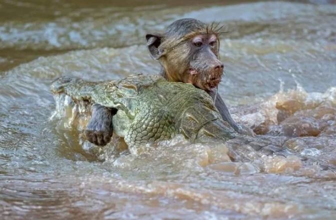 Khỉ đầu chó bị cá sáu tóm gọn.