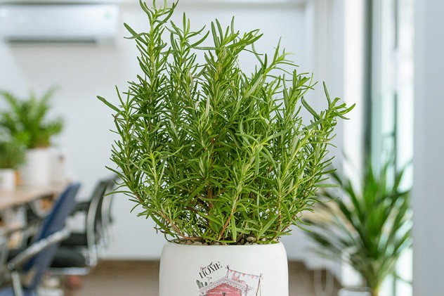 Cây hương thảo.