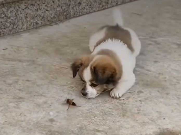 Ảnh cắt từ clip.