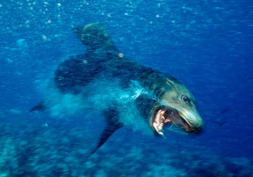 Sư tử biển thường không hung dữ với con người, nhưng các nhà khoa học cho biết cá thể này đã bị nhiễm một loại độc tố thần kinh đáng sợ.