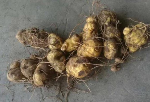 Rễ cây hoàng tinh.