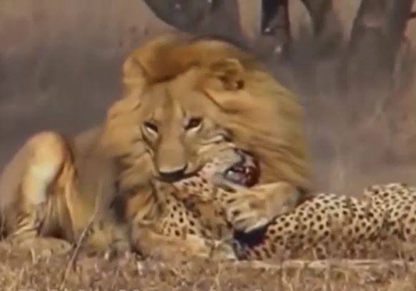 Ảnh cắt từ clip.