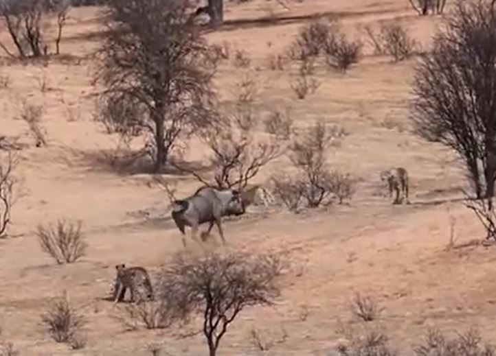 Ảnh cắt từ clip.