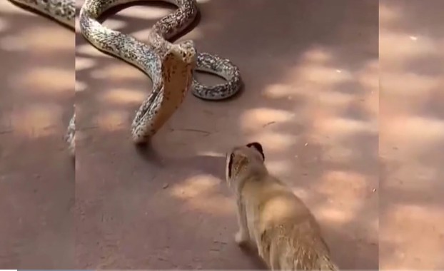 Ảnh cắt từ clip.