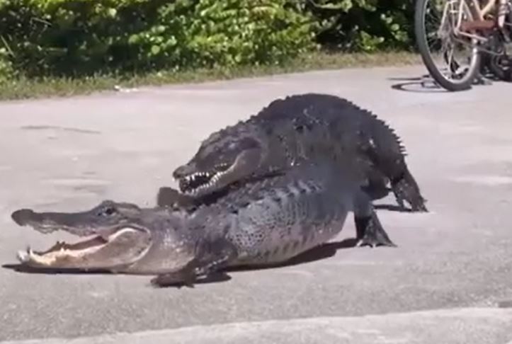 Ảnh cắt từ clip.