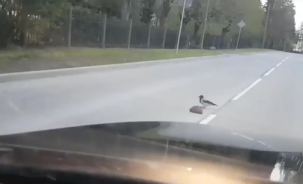 Ảnh cắt từ clip.