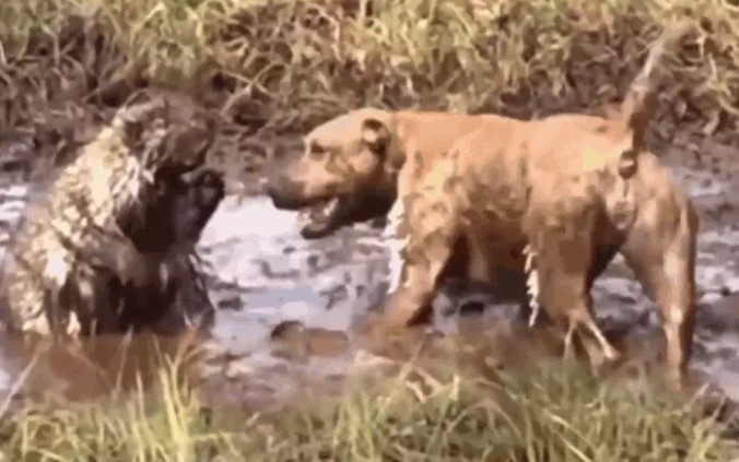 Ảnh cắt từ clip.