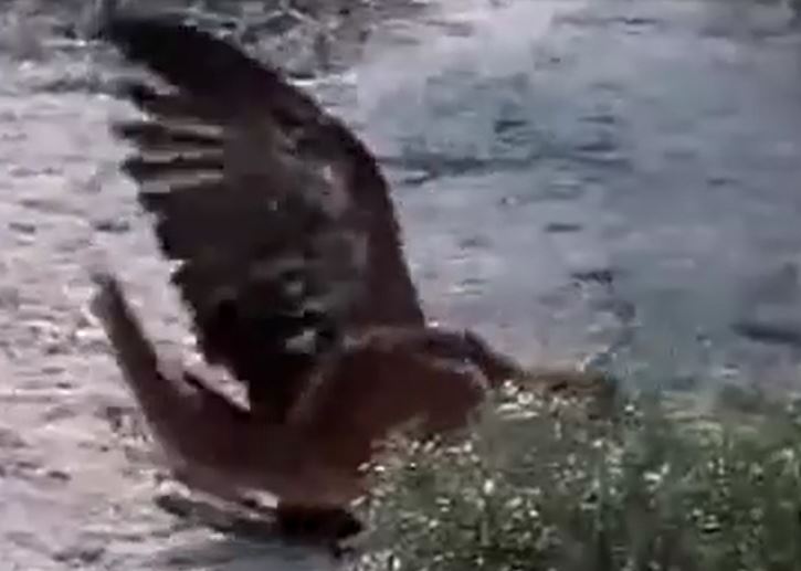 Ảnh cắt từ clip.