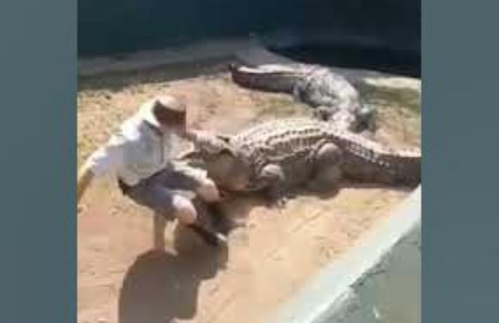 Sean le Clus bị cá sấu tấn công.