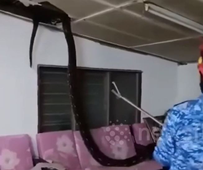 Ảnh cắt từ clip.