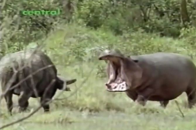 Ảnh cắt từ clip.