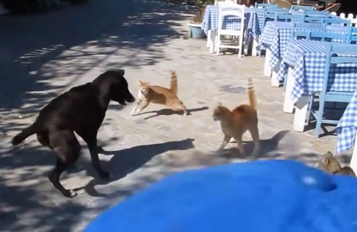 Ảnh cắt từ clip.