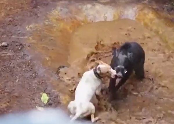 Ảnh cắt từ clip.