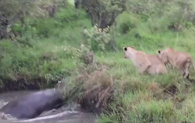 Ảnh cắt từ clip.