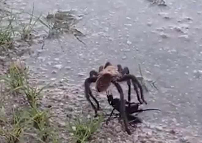 Ảnh cắt từ clip.