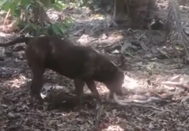 Ảnh cắt từ clip.