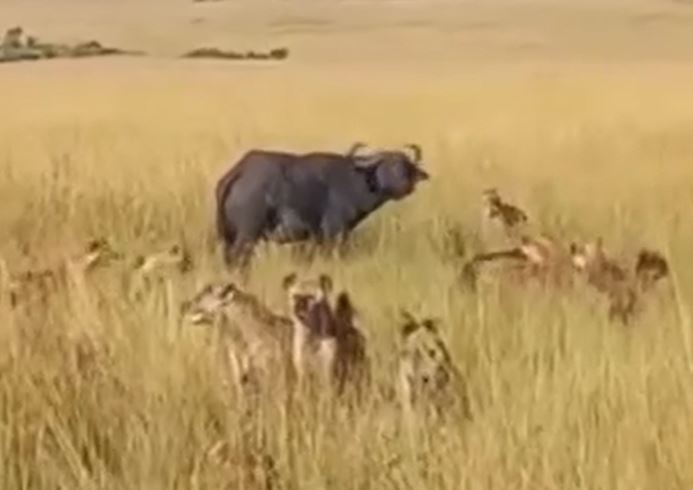 Ảnh cắt từ clip.